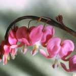 Pink Petals Pink Petals