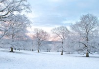 Oak Trees In the Snow at Dawn