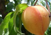A Ripe Peach on the Tree